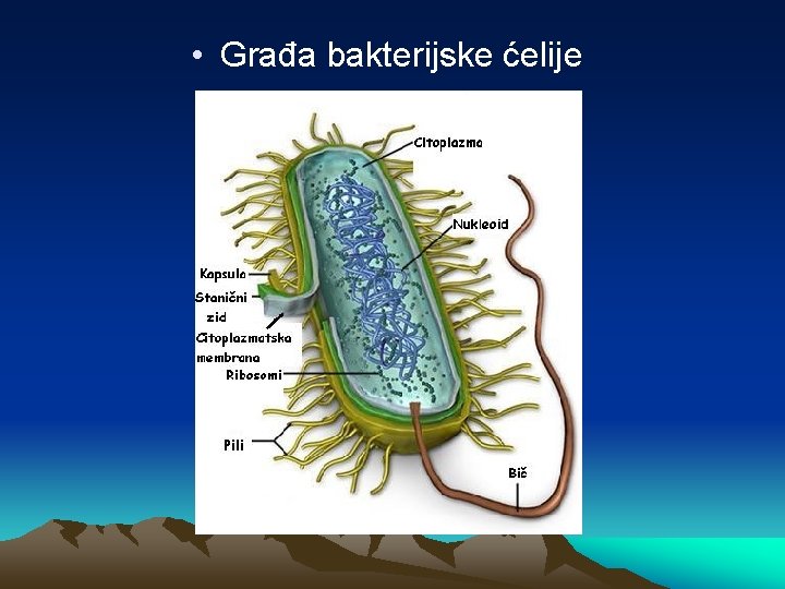  • Građa bakterijske ćelije 