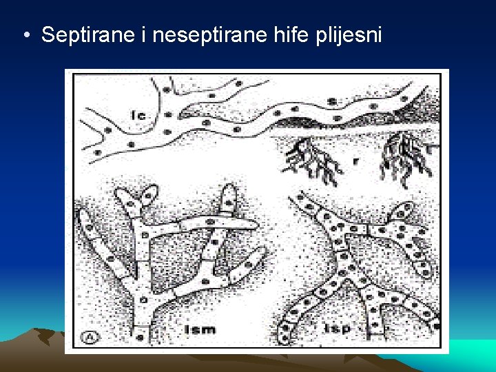  • Septirane i neseptirane hife plijesni 