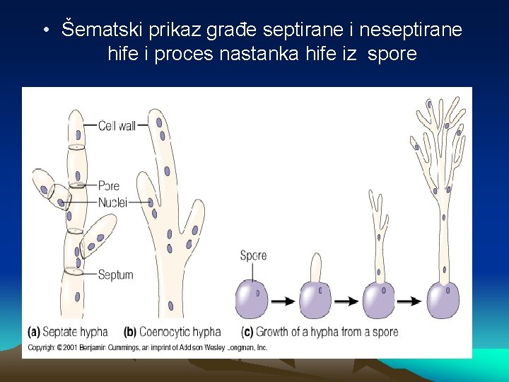  • Šematski prikaz građe septirane i neseptirane hife i proces nastanka hife iz