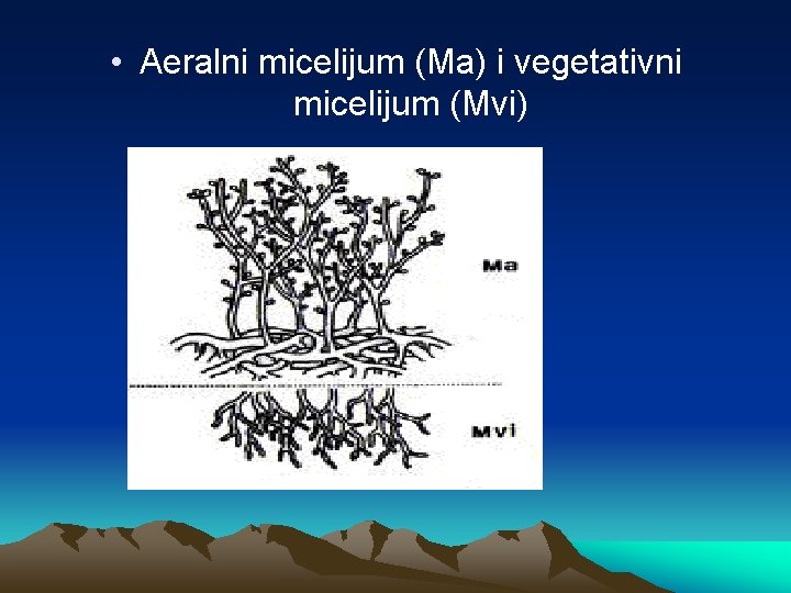  • Aeralni micelijum (Ma) i vegetativni micelijum (Mvi) 