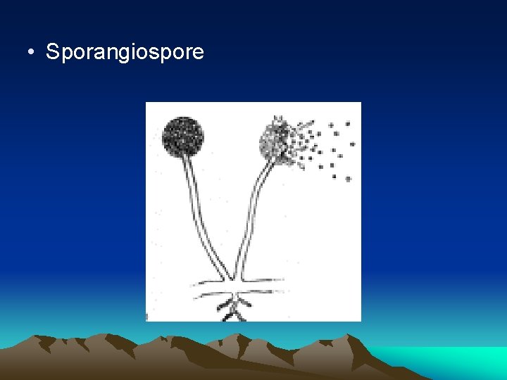 • Sporangiospore 