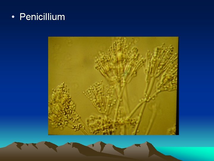  • Penicillium 