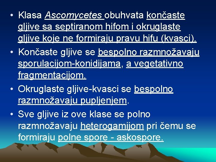  • Klasa Ascomycetes obuhvata končaste gljive sa septiranom hifom i okruglaste gljive koje