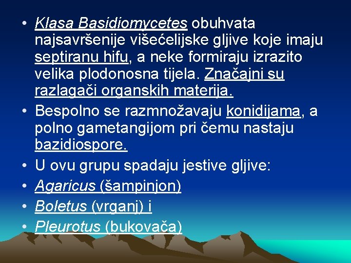  • Klasa Basidiomycetes obuhvata najsavršenije višećelijske gljive koje imaju septiranu hifu, a neke