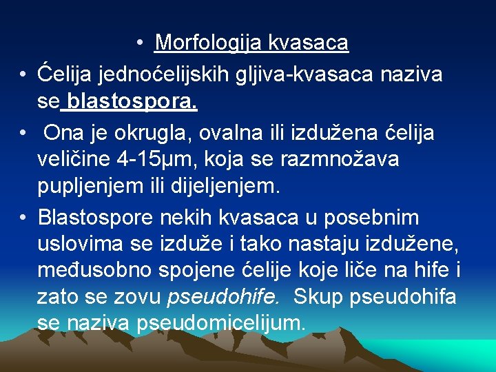 • Morfologija kvasaca • Ćelija jednoćelijskih gljiva-kvasaca naziva se blastospora. • Ona je