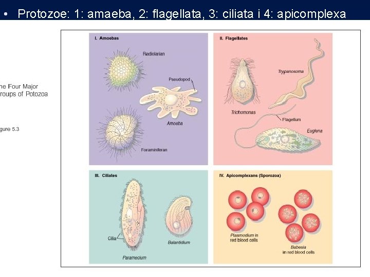  • Protozoe: 1: amaeba, 2: flagellata, 3: ciliata i 4: apicomplexa 