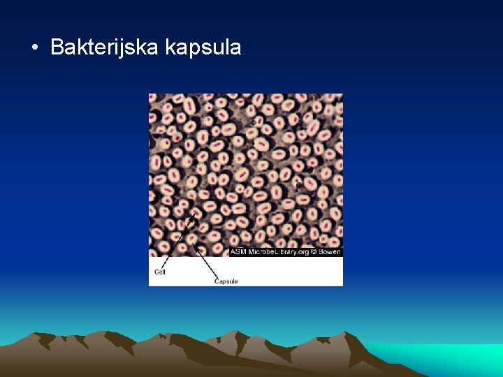  • Bakterijska kapsula 