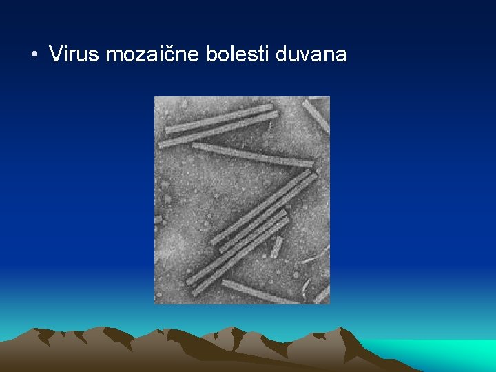  • Virus mozaične bolesti duvana 