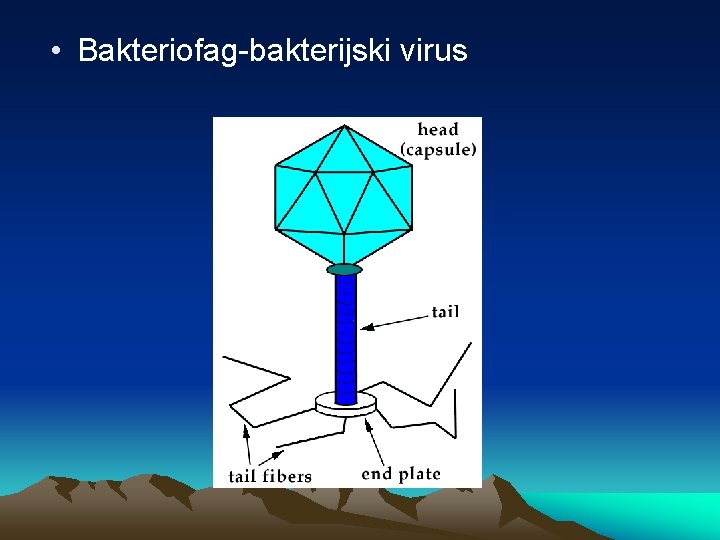  • Bakteriofag-bakterijski virus 
