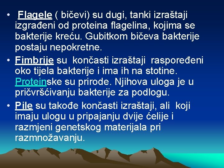  • Flagele ( bičevi) su dugi, tanki izraštaji izgrađeni od proteina flagelina, kojima
