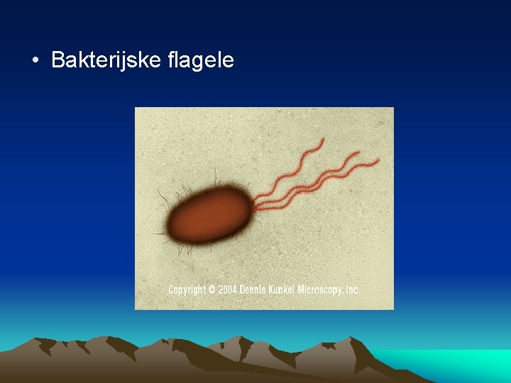  • Bakterijske flagele 