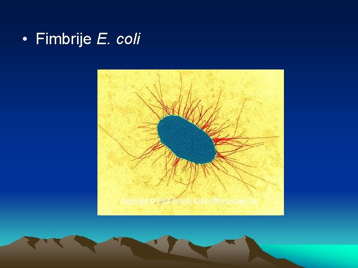  • Fimbrije E. coli 