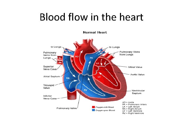 Blood flow in the heart 