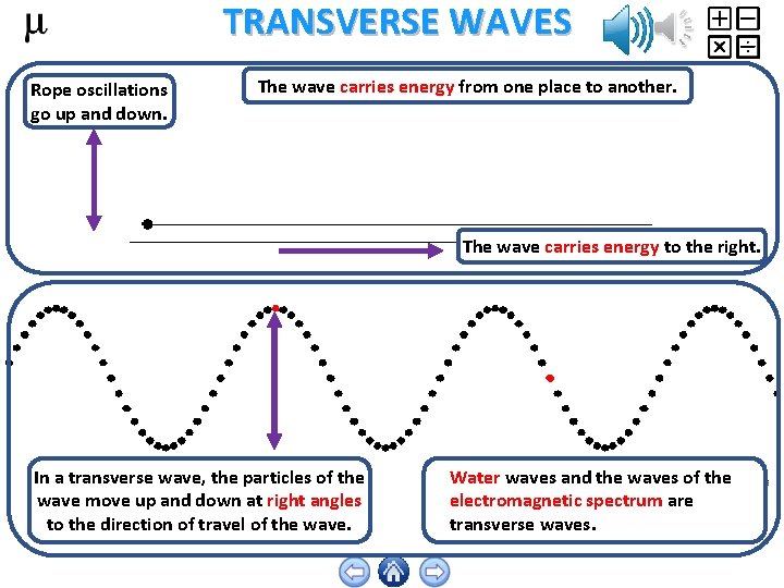 TRANSVERSE WAVES Rope oscillations go up and down. The wave carries energy from one