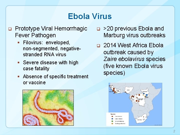 Ebola Virus q Prototype Viral Hemorrhagic Fever Pathogen § Filovirus: enveloped, non-segmented, negativestranded RNA