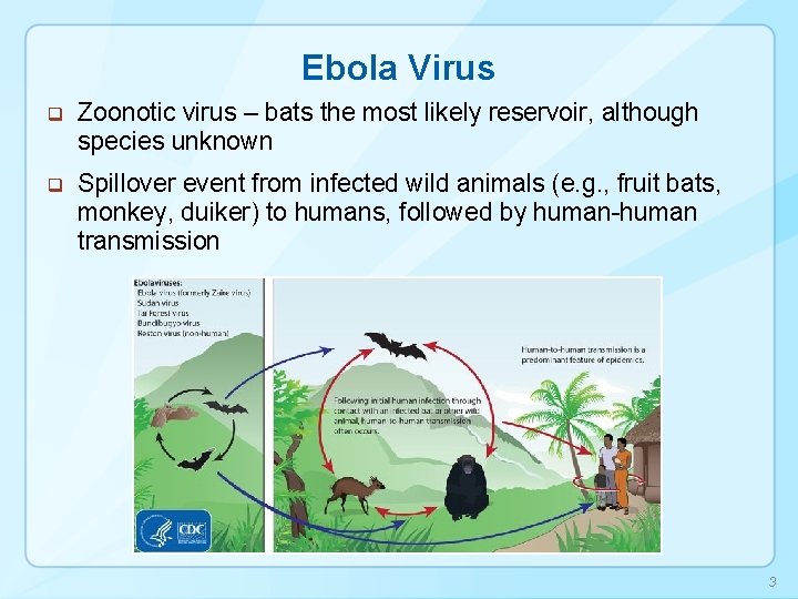 Ebola Virus q Zoonotic virus – bats the most likely reservoir, although species unknown