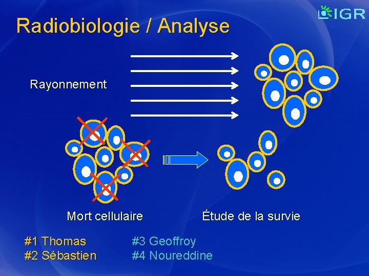 Radiobiologie / Analyse Rayonnement Mort cellulaire #1 Thomas #2 Sébastien Étude de la survie