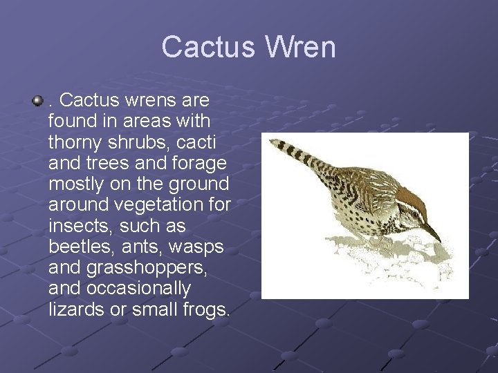 Cactus Wren. Cactus wrens are found in areas with thorny shrubs, cacti and trees