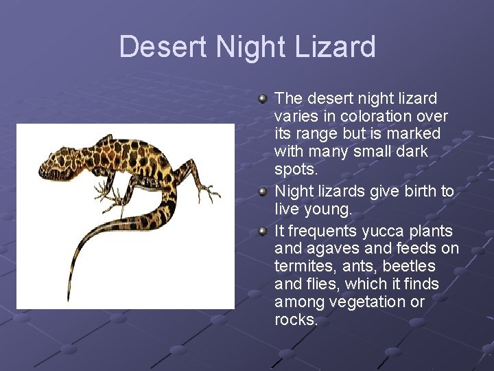 Desert Night Lizard The desert night lizard varies in coloration over its range but