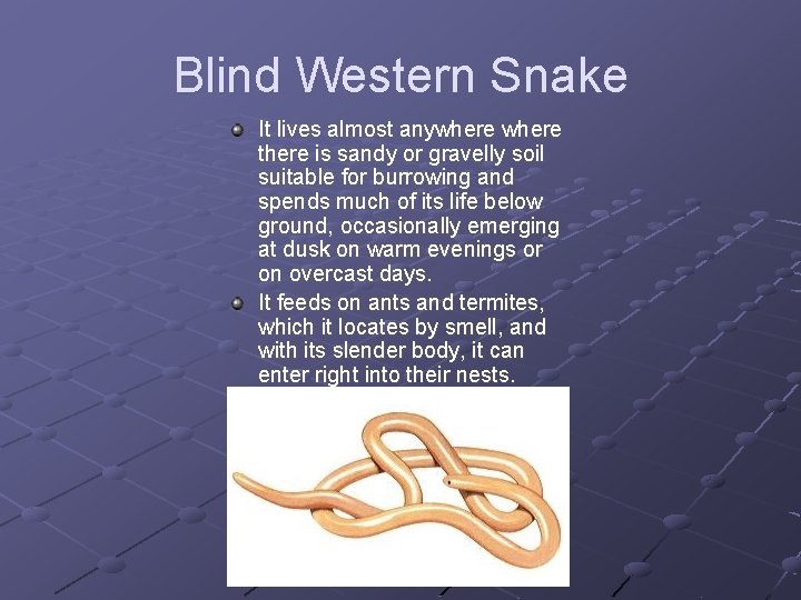 Blind Western Snake It lives almost anywhere there is sandy or gravelly soil suitable