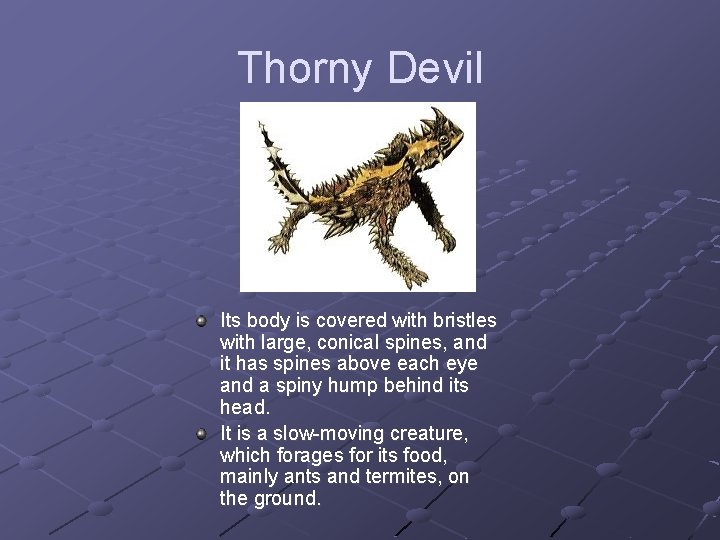 Thorny Devil Its body is covered with bristles with large, conical spines, and it