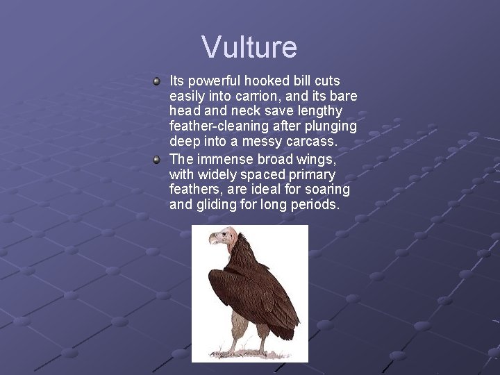 Vulture Its powerful hooked bill cuts easily into carrion, and its bare head and