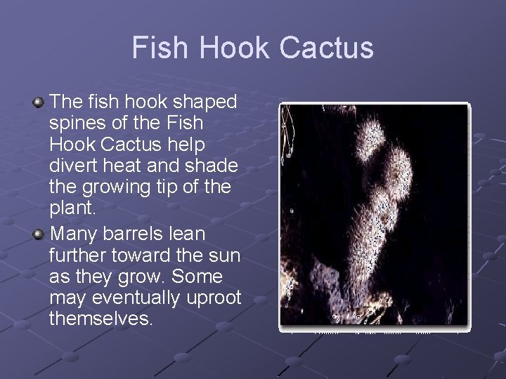 Fish Hook Cactus The fish hook shaped spines of the Fish Hook Cactus help