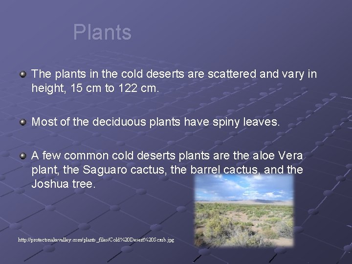 Plants The plants in the cold deserts are scattered and vary in height, 15