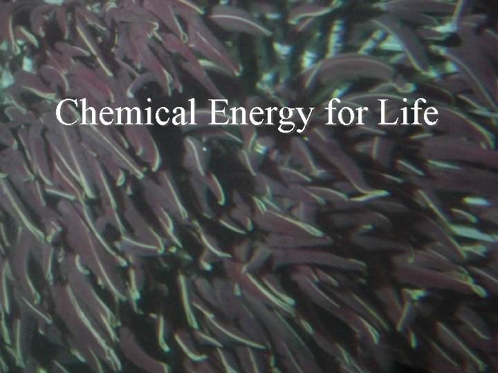 Chemical Energy for Life 