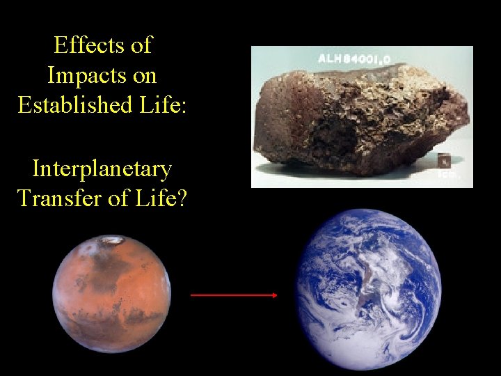 Effects of Impacts on Established Life: Interplanetary Transfer of Life? 