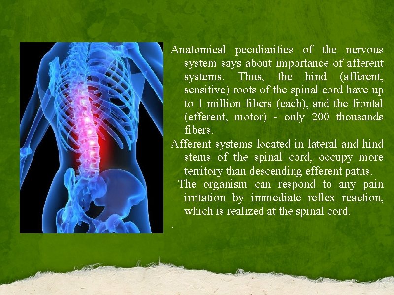 Anatomical peculiarities of the nervous system says about importance of afferent systems. Thus, the