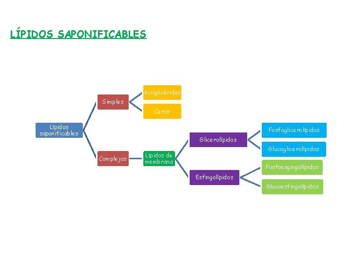 LÍPIDOS SAPONIFICABLES Acilglicéridos Simples Ceras Lípidos saponificables Fosfoglicerolípidos Glicerolípidos Complejos Glucoglicerolípidos Lípidos de membrana