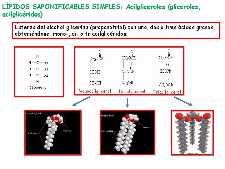 LÍPIDOS SAPONIFICABLES SIMPLES: Acilgliceroles (gliceroles, acilglicéridos) Ésteres del alcohol glicerina (propanotriol) con uno, dos