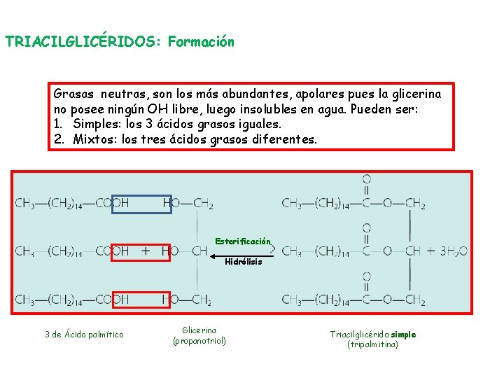 TRIACILGLICÉRIDOS: Formación Grasas neutras, son los más abundantes, apolares pues la glicerina no posee