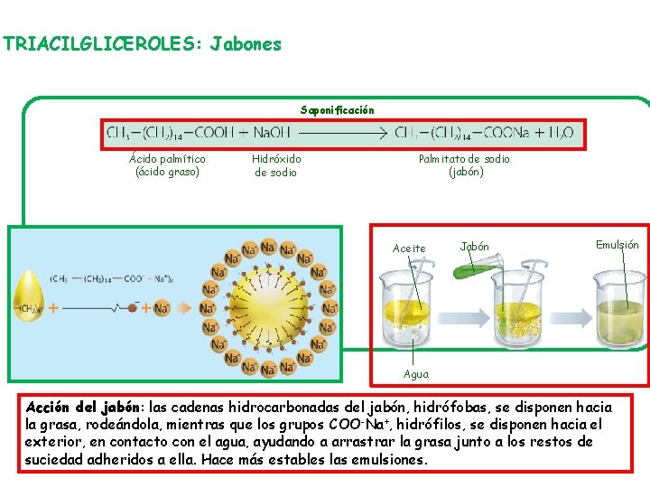 TRIACILGLICEROLES: Jabones Saponificación Ácido palmítico (ácido graso) Hidróxido de sodio Palmitato de sodio (jabón)