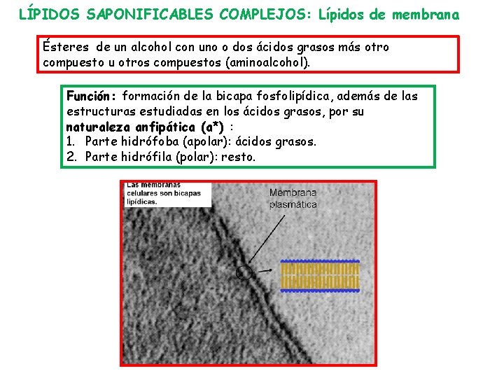 LÍPIDOS SAPONIFICABLES COMPLEJOS: Lípidos de membrana Ésteres de un alcohol con uno o dos