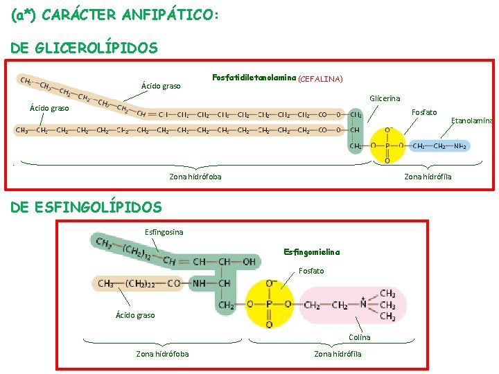 (a*) CARÁCTER ANFIPÁTICO: DE GLICEROLÍPIDOS Ácido graso Fosfatidiletanolamina (CEFALINA) Glicerina Ácido graso Fosfato Zona