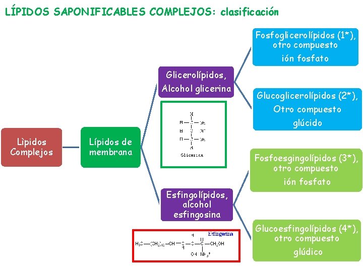 LÍPIDOS SAPONIFICABLES COMPLEJOS: clasificación Fosfoglicerolípidos (1*), otro compuesto ión fosfato Glicerolípidos, Alcohol glicerina Glucoglicerolípidos