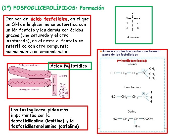 (1*) FOSFOGLICEROLÍPIDOS: Formación Derivan del ácido fosfatídico, en el que un OH de la