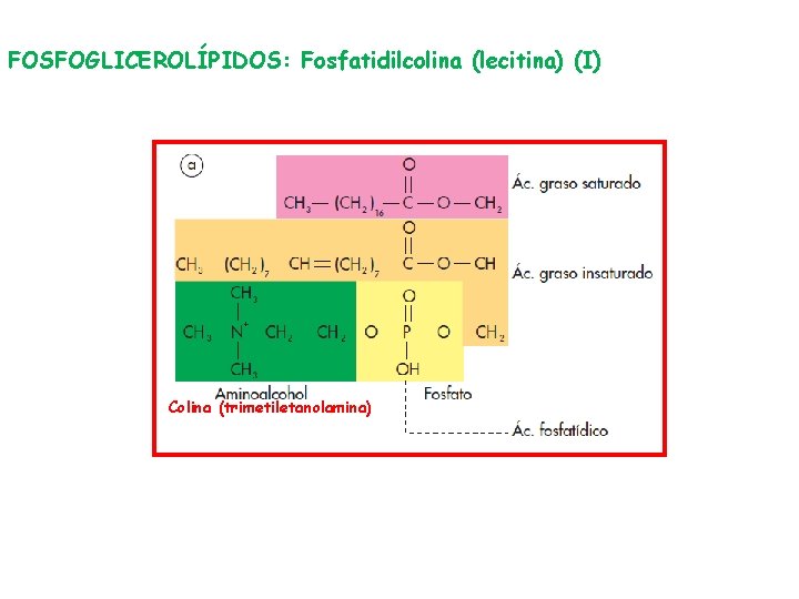 FOSFOGLICEROLÍPIDOS: Fosfatidilcolina (lecitina) (I) Colina (trimetiletanolamina) 