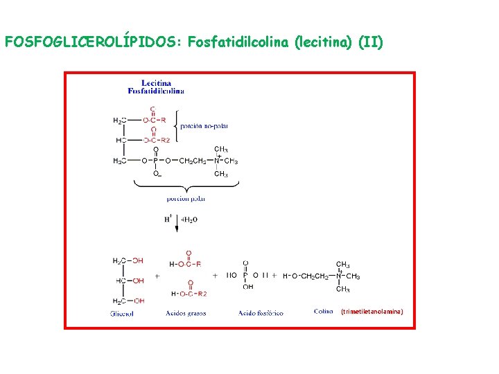 FOSFOGLICEROLÍPIDOS: Fosfatidilcolina (lecitina) (II) (trimetiletanolamina) 