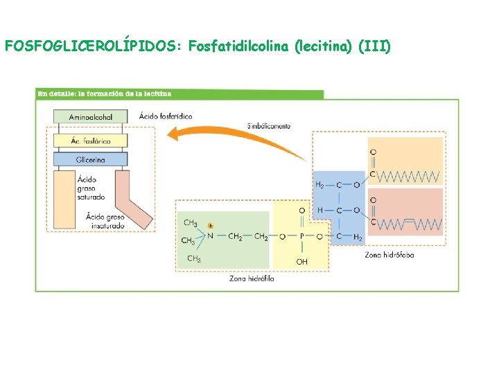 FOSFOGLICEROLÍPIDOS: Fosfatidilcolina (lecitina) (III) 