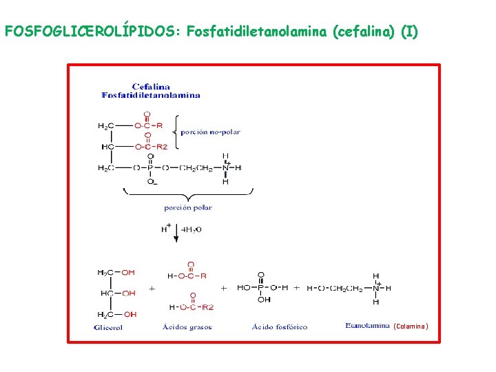 FOSFOGLICEROLÍPIDOS: Fosfatidiletanolamina (cefalina) (I) (Colamina ) 