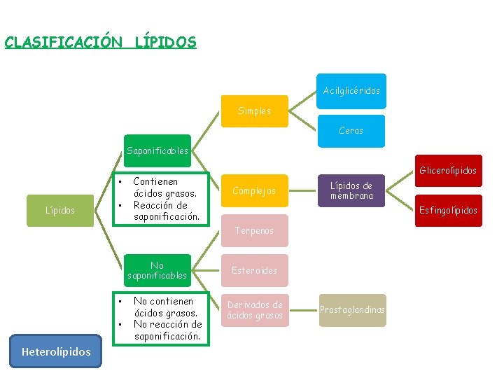 CLASIFICACIÓN LÍPIDOS Acilglicéridos Simples Ceras Saponificables • Lípidos • Contienen ácidos grasos. Reacción de