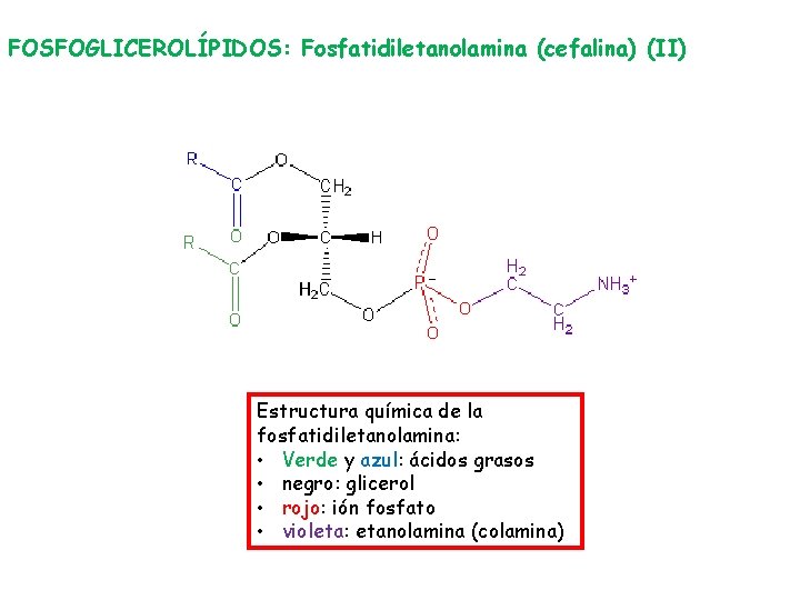 FOSFOGLICEROLÍPIDOS: Fosfatidiletanolamina (cefalina) (II) Estructura química de la fosfatidiletanolamina: • Verde y azul: ácidos