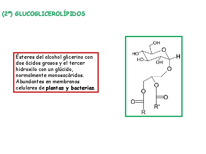 (2*) GLUCOGLICEROLÍPIDOS Ésteres del alcohol glicerina con dos ácidos grasos y el tercer hidroxilo