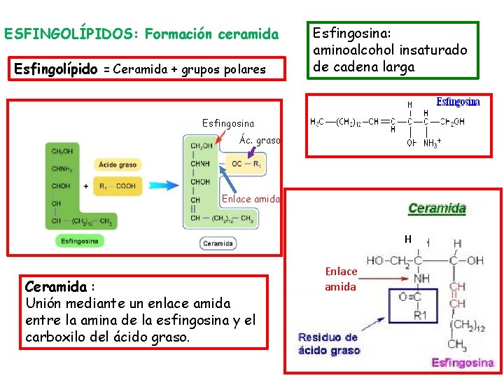 ESFINGOLÍPIDOS: Formación ceramida Esfingolípido = Ceramida + grupos polares Esfingosina: aminoalcohol insaturado de cadena