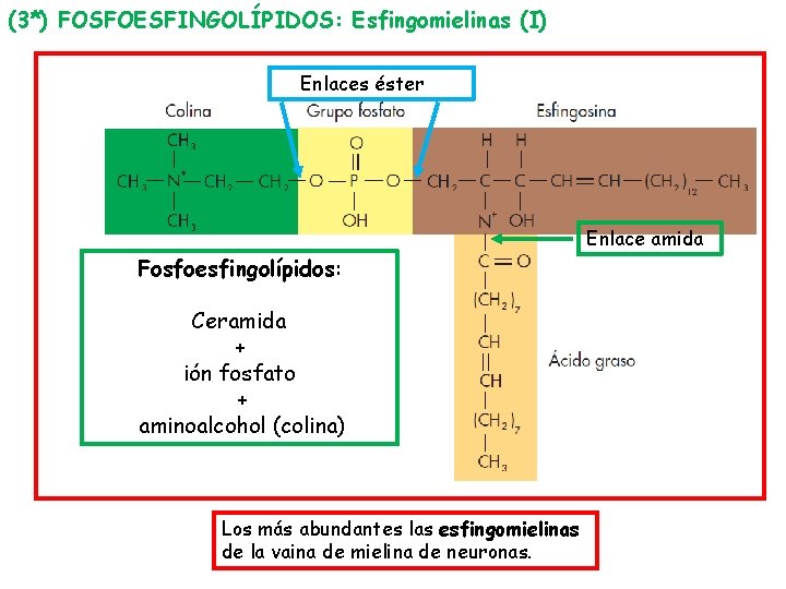 (3*) FOSFOESFINGOLÍPIDOS: Esfingomielinas (I) Enlaces éster Enlace amida Fosfoesfingolípidos: Ceramida + ión fosfato +