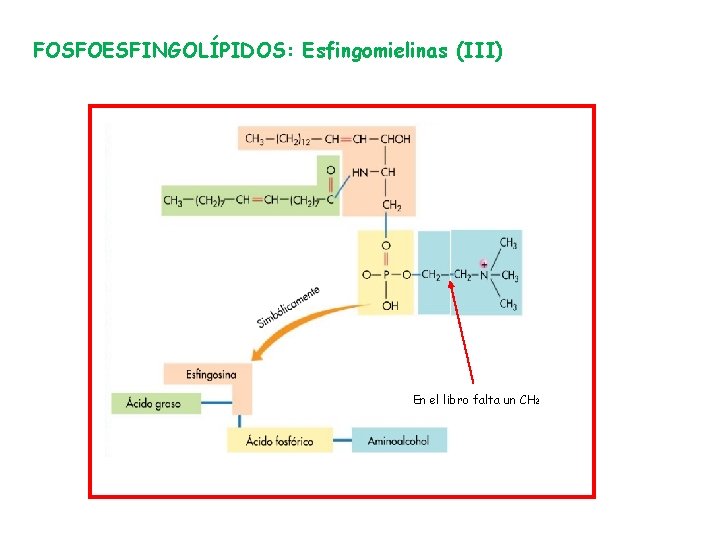 FOSFOESFINGOLÍPIDOS: Esfingomielinas (III) En el libro falta un CH 2 