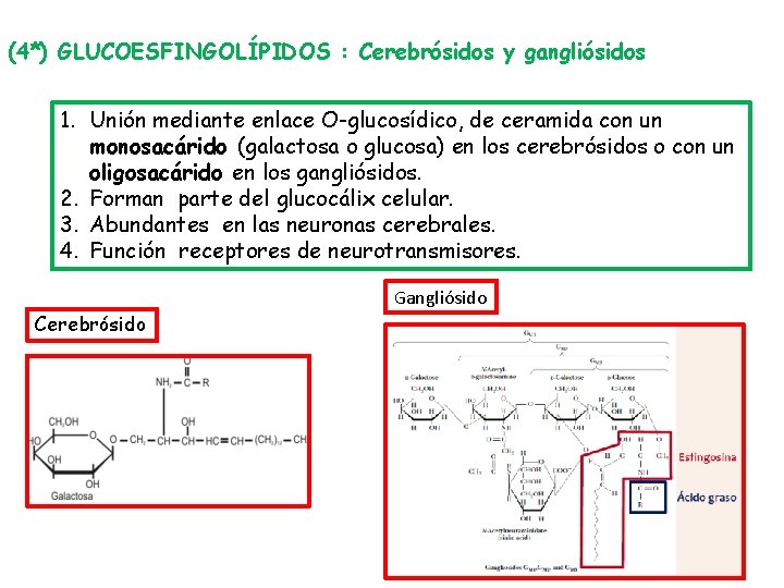 (4*) GLUCOESFINGOLÍPIDOS : Cerebrósidos y gangliósidos 1. Unión mediante enlace O-glucosídico, de ceramida con